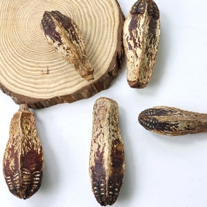 May include: Five dried seed pods with a textured, elongated shape and a mix of brown and beige tones. One pod rests on a round wooden slice, while the others are scattered on a white surface. The pods have a unique, natural appearance.