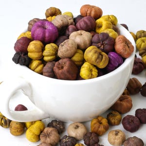 Mixed Mini dark pumpkin pods, 100 pcs natural dry putka pods, （1-2cm）DIY craft for handcraft/frame/bowl filler/potpourri/Scented candles