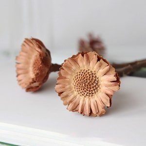natural protea rosette stems，dry flower branches，vase filling，flower arrangement，dried flower decor，wedding plant