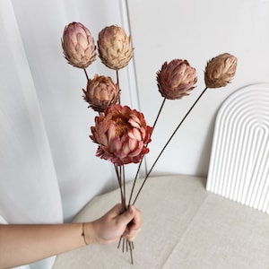1/2/5 protea flower balls branches，natural flower，flower arrangement，vase filling，home decoration。
