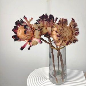 natural protea Neriifolia stemsdried protea flowernatural flower for vase fillingflower arrangementhome decorwedding decor image 2