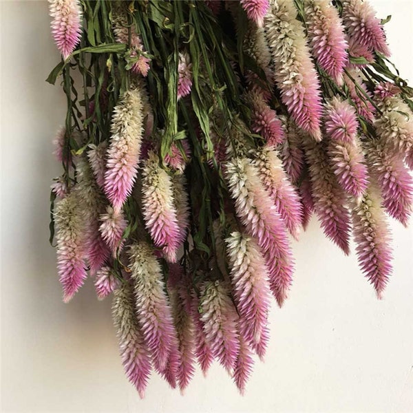 dried Celosia grass bundle，dried flowers arrangement，Flamingo Feather flowers art，flowers for vase filling，handcraft material wedding decor