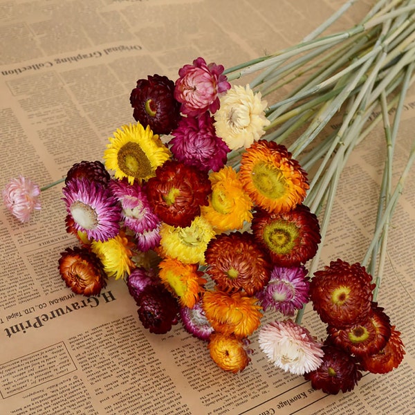 mixed strawflowers branches，dried strawflowers branches，handmade strawflowers，dry flowers for vase，home decor，wedding flowers decor