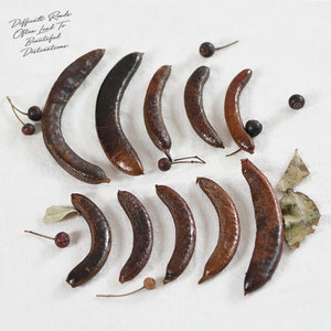 May include: A collection of dark brown, curved seed pods and small, round berries are arranged on a white surface. The pods have a glossy appearance and vary in size. The image also features the text: "Difficult Roads Often Lead To Beautiful Destinations."