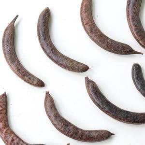 May include: A collection of brown, curved seed pods are displayed against a white backdrop. The pods have a textured surface and a dark brown hue, with some showing lighter brown streaks. The pods are arranged in a random pattern, with some overlapping.