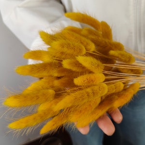 50 pcs dry mustard yellow lagurus grass ，dried grass bunch，DIY craft supply，grass for vase filling，wedding decor，Wreath making ，home decor