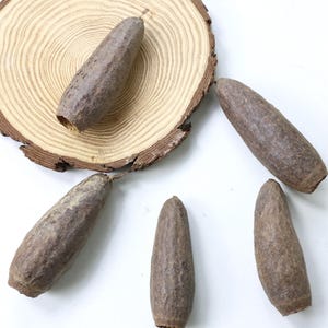 May include: Several brown, oblong seed pods with textured surfaces are displayed against a white backdrop and a wooden slice. The pods, of varying sizes, highlight natural features. The wooden slice shows distinct growth rings.