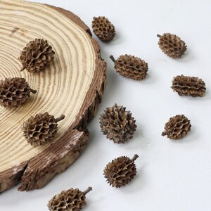 torkade naturliga frukter, hantverksmaterial, gör-det-själv-material för hantverk/ram/skålfyllning/doftljus/potpurri/heminredning (1,5-2 cm)