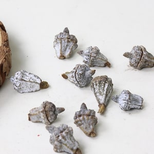 Puede incluir: Primer plano de varias pequeñas vainas de semillas en forma de cono con una superficie texturizada gris y blanca. Las vainas están dispersas sobre un fondo blanco. Estos elementos naturales podrían usarse para manualidades.