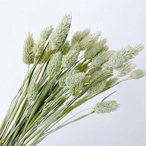 natural phalaris grass bundle，50 stems，dried phalaris grass bouquet，dried flowers arrangement，grass bunch for vase，home decor，wedding grass