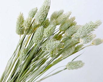 Puede incluir: Un ramo de hierba de la pampa seca con plumas de color verde claro y blanco. Los tallos son largos y delgados, y las plumas son esponjosas y plumosas.