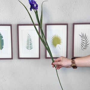 Puede incluir: Una sola flor de iris p&uacute;rpura vibrante con largas hojas verdes. La flor se sostiene en una mano, con estampados bot&aacute;nicos enmarcados en el fondo. El iris contrasta con la pared neutra.