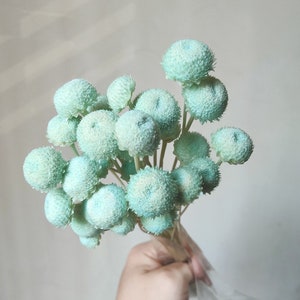 5 farbige Minipilzblumenstrauß， 30 Stäbchen natürliche Blume，Trockenblumenarrangement, Bastelbedarf ， Wohnkultur ， trockene Blume für Vase