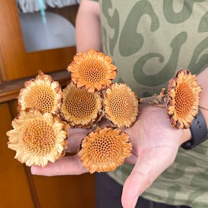 2/5 dry protea rosette  branches, dry sunflower stems, dry  flower  arrangement,vase filler,wedding flowers decor，desktable decor，home decor
