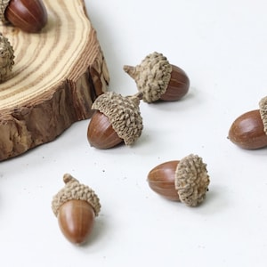 Natural Dried Acorn Fruits,Craft materials,natural fruits for handcraft/frame/bowl filler/potpourri/Scented candles/home decor