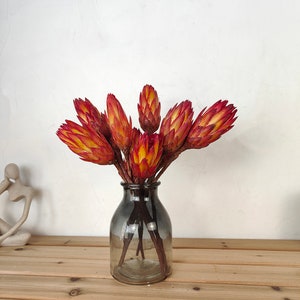 2/5 dried protea repens stems，natural protea flower，dried flower，flower arrangement，flower for vase，boho home decor，wedding flower deocr