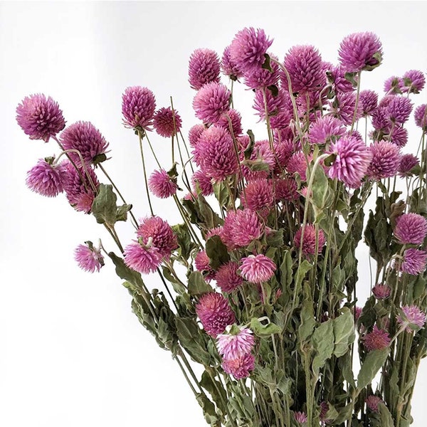 dried Gomphren flowers bundle，natural Globe Amaranth bunch，dried flowers arrangement，DIY craft supply，home decoration，wedding flower decor