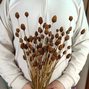 May include: A bouquet of dried brown flower stems with small, spiky brown flower heads.