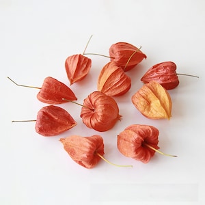 Könnte beinhalten: Zehn getrocknete, orangefarbene und gelbe Früchte mit papierartiger Schale, auch bekannt als Chinesische Laternen, auf weißem Hintergrund.