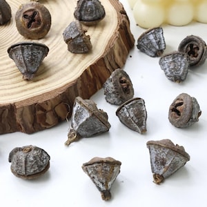 Peut inclure: Plusieurs capsules de graines d'eucalyptus séchées de formes et tailles variées sont disposées sur une surface blanche et une tranche de bois. Les capsules sont principalement marron avec un aspect texturé et vieilli, certaines ont un revêtement gris clair.