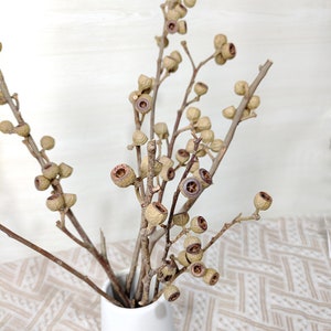 2/5 stems boho fruits branches，natural plant branches，dried flower branches，dry flower for vase filler，home decor，wedding plant decor