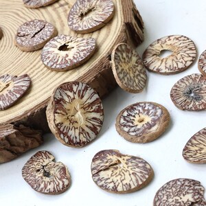 Puede incluir: Una colección de nueces de areca secas y cortadas en rodajas con un distintivo patrón jaspeado marrón y blanco, esparcidas alrededor y sobre una rodaja de madera circular con anillos de crecimiento visibles y un borde de corteza rugoso.