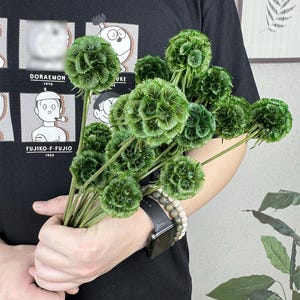 dark green sacbiosa pod，preserved green flower balls，natural plant，flower arrangement for vase filler，bouquet，centerpiece home decoration，