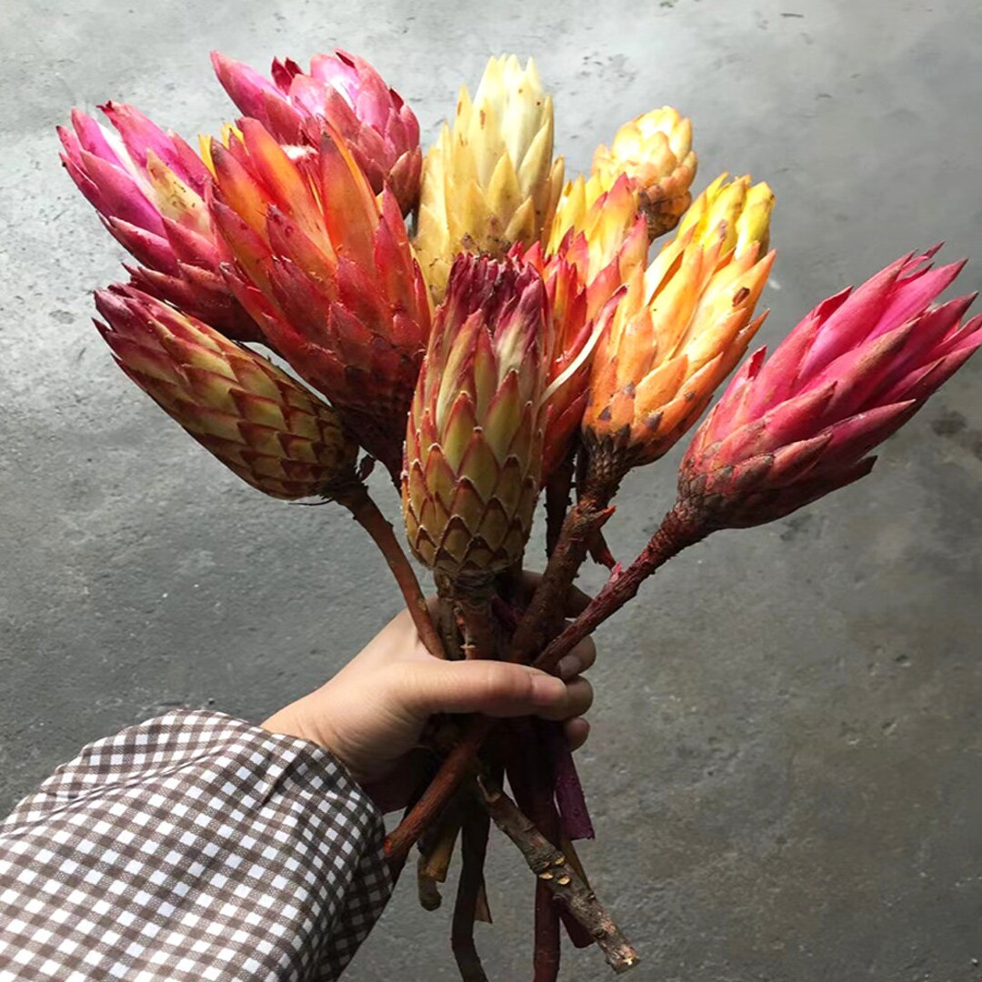 Dried Protea Repens Stems Natural Dried Flowers, Flower Arrangementhome