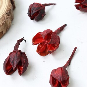 torkade rosbaljor, naturliga rosenfrukter, hantverksmaterial, gör-det-själv-material för hantverk/ram/skålfyllning/potpurri/heminredning
