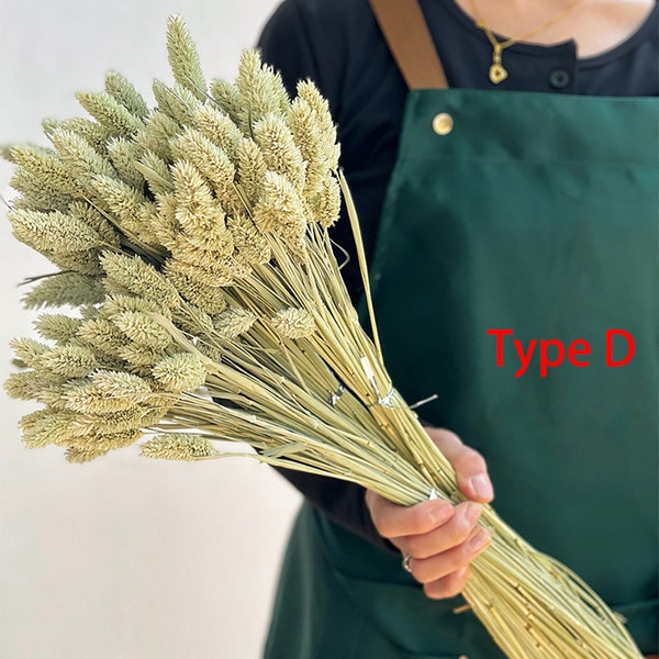 4 colors phalaris grass bundle，50 sticks，dry grass bouquet，natural plant，DIY craft supply，dried flower，vase filler，wedding decor，home decor