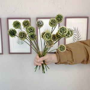 10 staubige grüne Scabiosa-Blumen, getrocknete natürliche Retro-Scabiosa-Schote, Blumenarrangement, DIY-Blumenzubehör, Vasenfüller, Wohndekor, Hochzeitsdeko