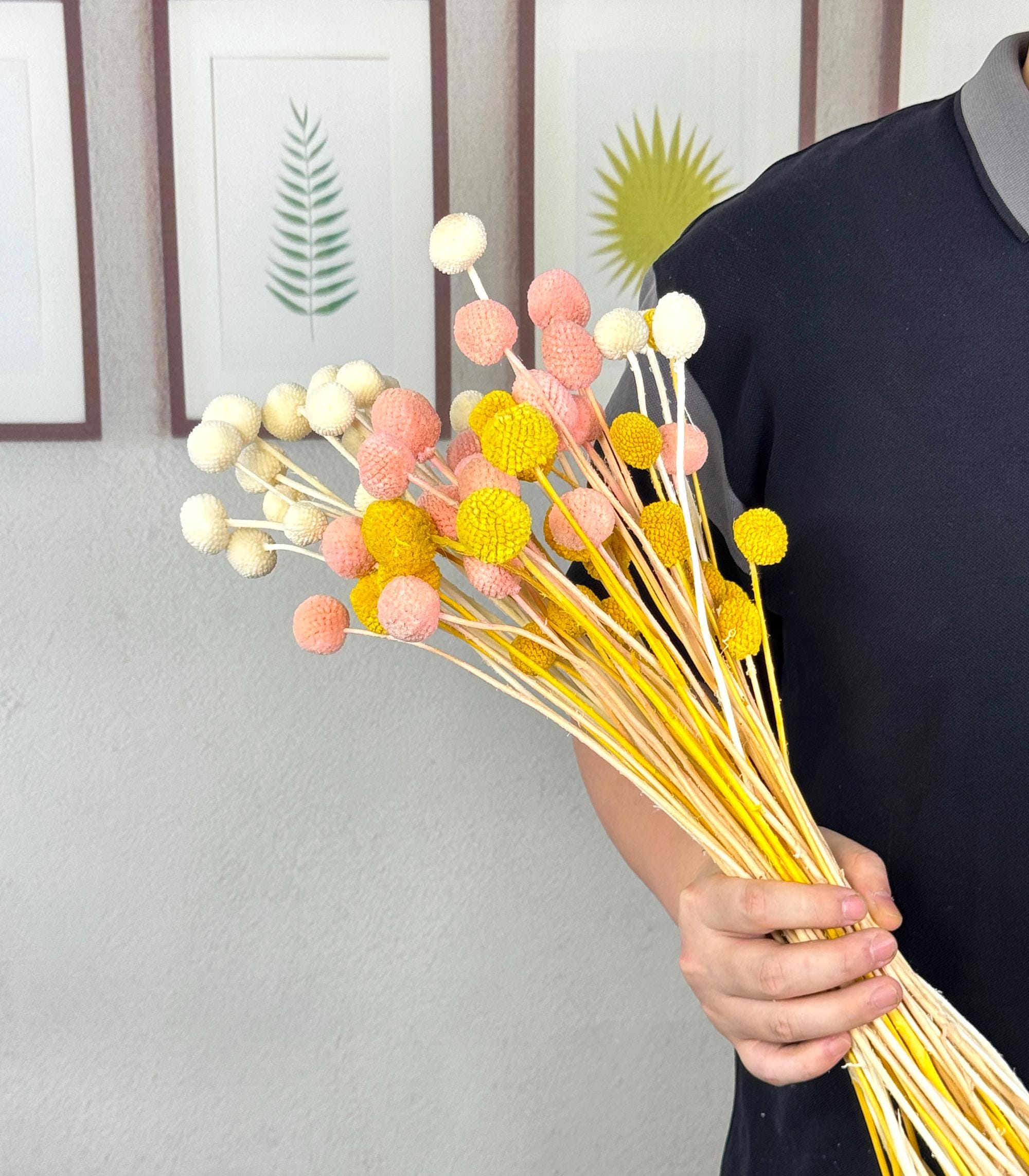 White Craspedia - Etsy, image size:2000x2286