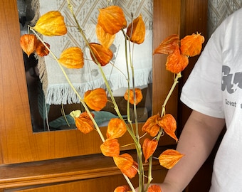 5 pcs Natural Oganic Physalis Pods bunch，dried Lantern fruit stems ，dry flower arragement ，fall style home decor，retro home decortable decor