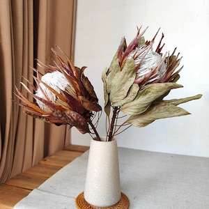 Natural protea king stems  dried protea flower ,  dried  Flower decoration，Wedding decoration, home decoration, dry flower for  vase filler