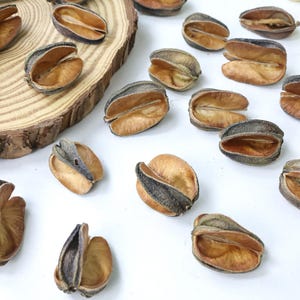 natural dried fruits pods，dry seed shells，Craft materials, DIY supply for handcraft/frame/bowl filler/Scented candles/potpourri/home decor