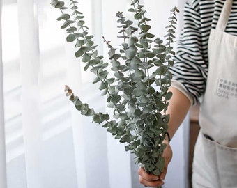 natural eucalyptus bundle ，20 ",dried eucalyptus branches，dry flowers arrangement，eucalyptus for vase，eucalyptus decor