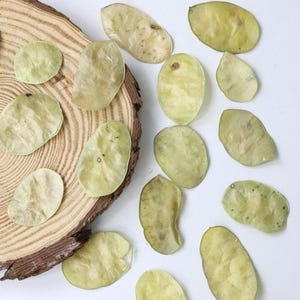 May include: Overhead shot of several dried, light green seed pods scattered on a light-colored surface and a wooden slice. The pods vary in shape and size, with some having a translucent appearance. The wooden slice has a natural, brown edge.