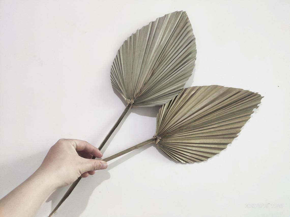 3/5 stems dried palm leaves fannatural small palm spear Etsy