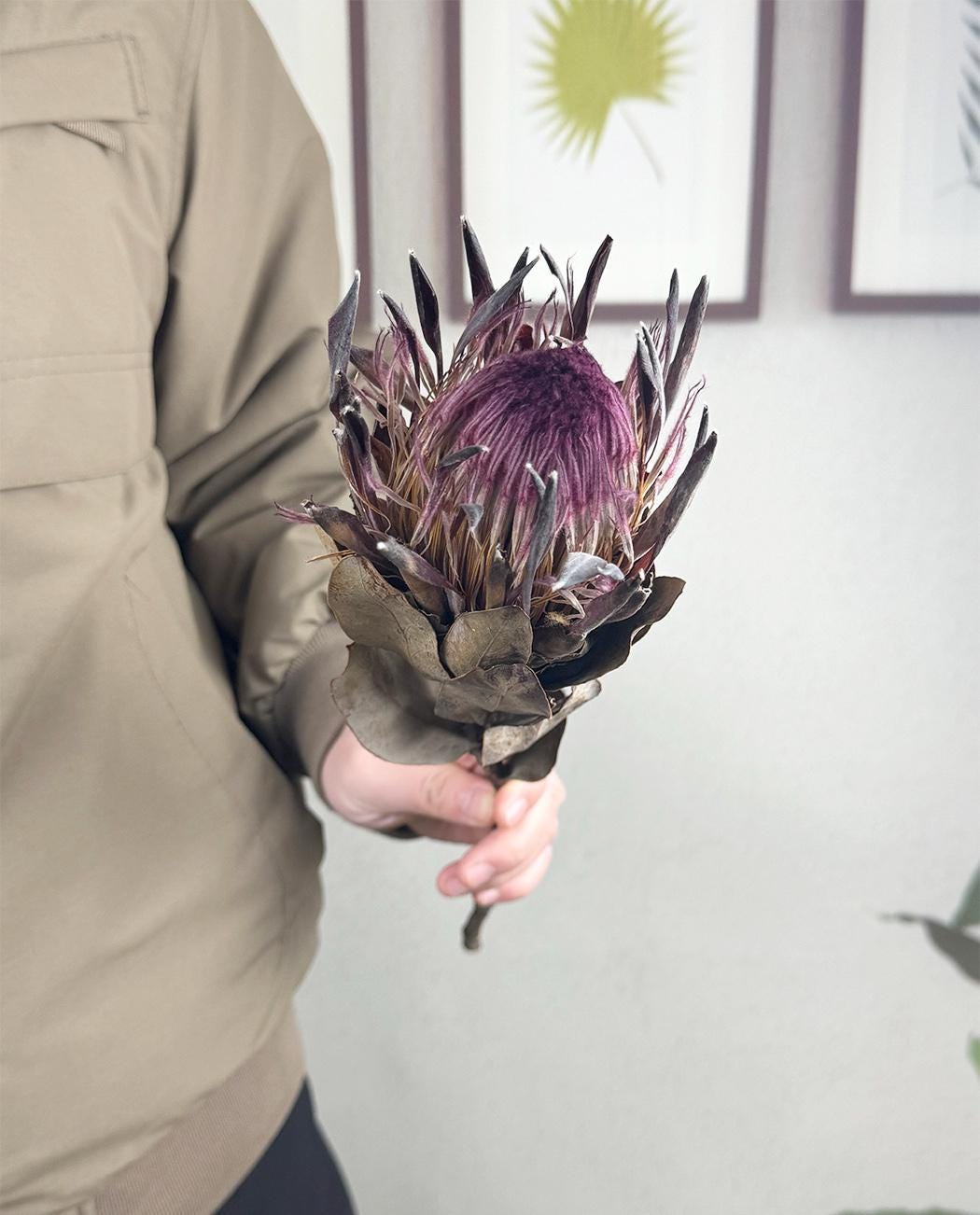 プロテア スサラ 4 Natural Protea King Stems,dried Purple Protea Flower,dried