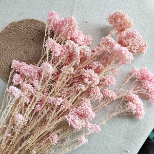 konserviertes rosa Reisblumenbündel, getrocknetes Blumenarrangement, Vasefüller, DIY-Handwerksmaterial, Hochzeitsblumendekor