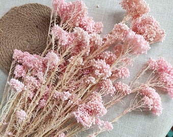 preserved pink rice flower bunch，dried flower arrangement，vase filler，DIY  handcraft  materlias,wedding flower  decor