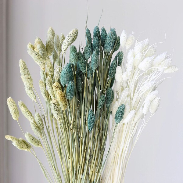 3 color natural phalaris grass bunch，50 sticks，dried grass bundle，flower arrangement，DIY craft supply，wedding grass decor