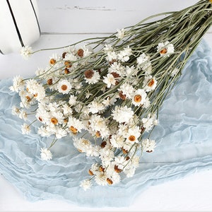 Dried Daisy Bunch, Dried Ammobium, Winged Everlasting, Natural