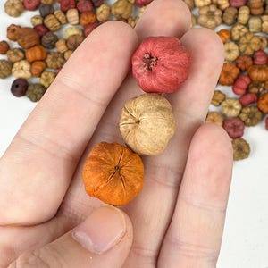 Mini Cosses Putka Séchées – Lot De 50, Mini Citrouilles Déco Naturelle