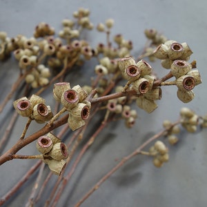 Natural dried plant for vase filling, natural plant branches, dry flower arrangement，dried flower , home decor, wetting plant decor