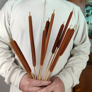 10 /25 pcs dried cattail sticks，natural typha stems，dried flower arrangement，vase filling ，boho home decor，country style decor，natural plant