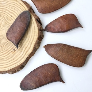 May include: Several brown seed pods with a smooth texture and a curved shape. One pod is placed on a wooden slice, with the others scattered on a white surface. The pods are a dark brown colour.