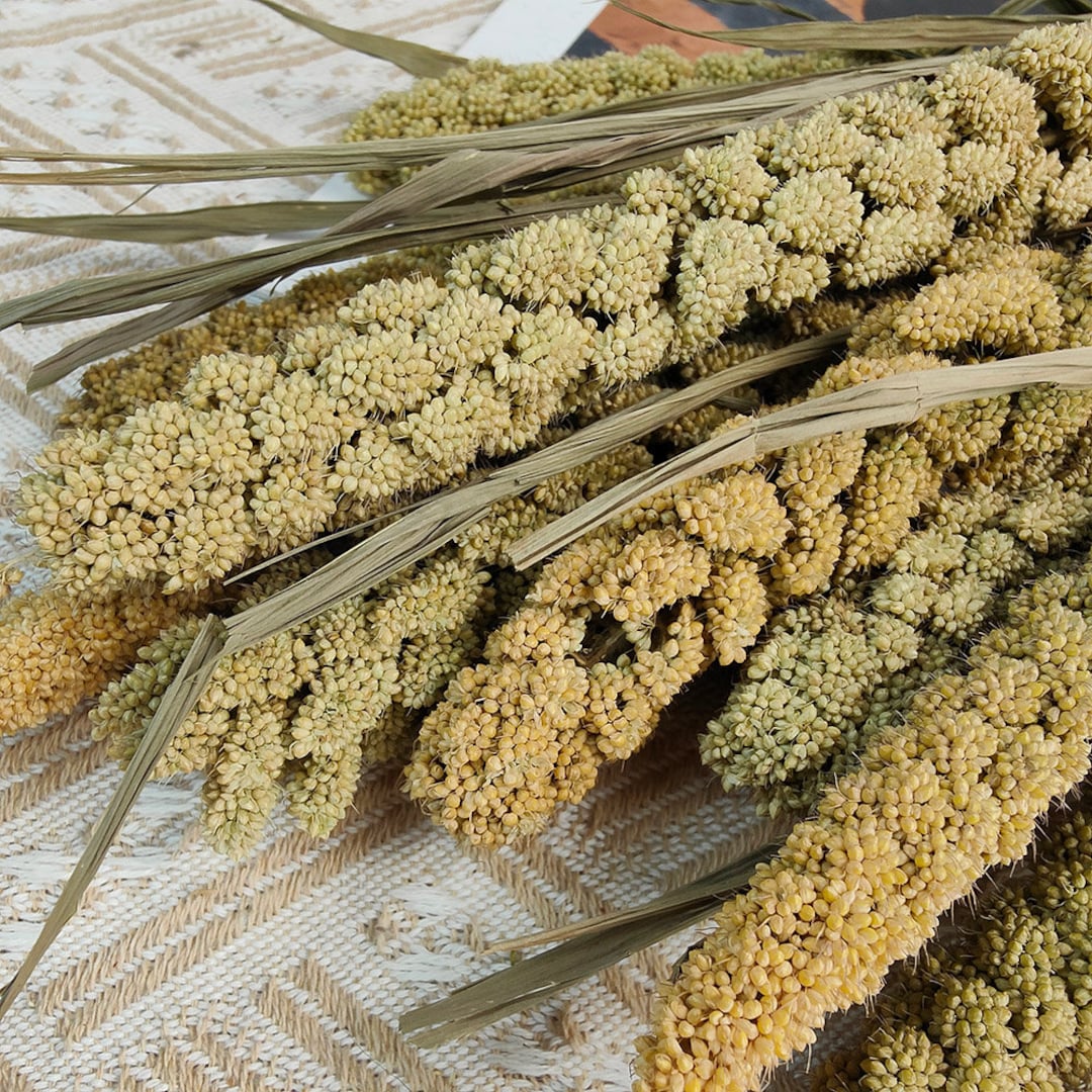 10 Stems Natural Millet Branches，millet Grain，flowers Arrangement，diy ...