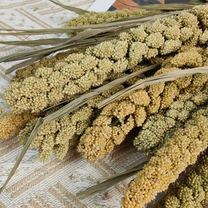 10 stems  natural millet branches，millet grain，flowers arrangement，DIY craft supply for bouquet /wreath  home decor，Wedding decoration