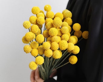 nuovo mazzo di craspedia essiccato, rami billyballs gialli essiccati, disposizione di fiori secchi, fornitura artigianale fai-da-te, decorazione per la casa, decorazione di fiori di nozze